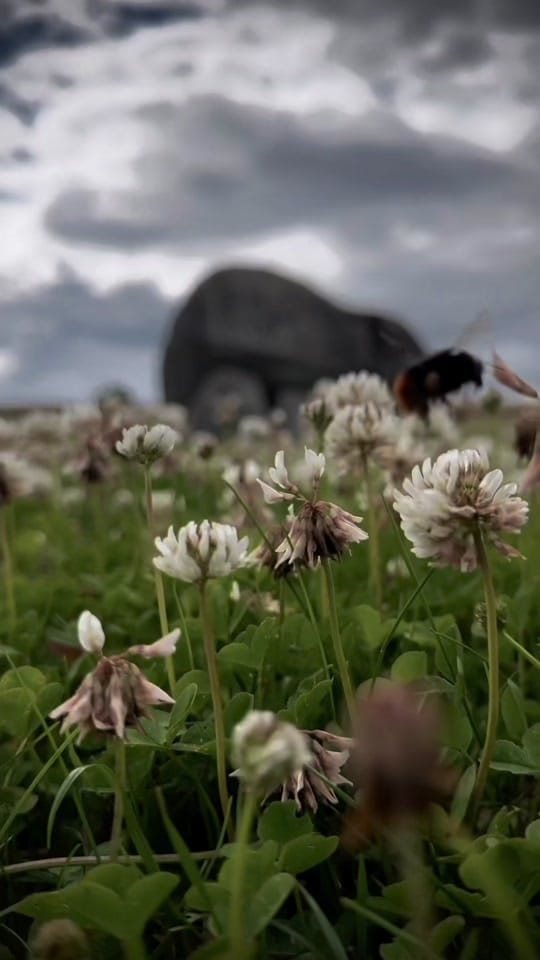 Post 10 by Shelly Mooney on TikTok (video)