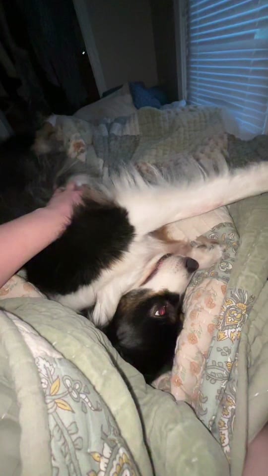 Post 5 by Shelby Kwast on TikTok (video)