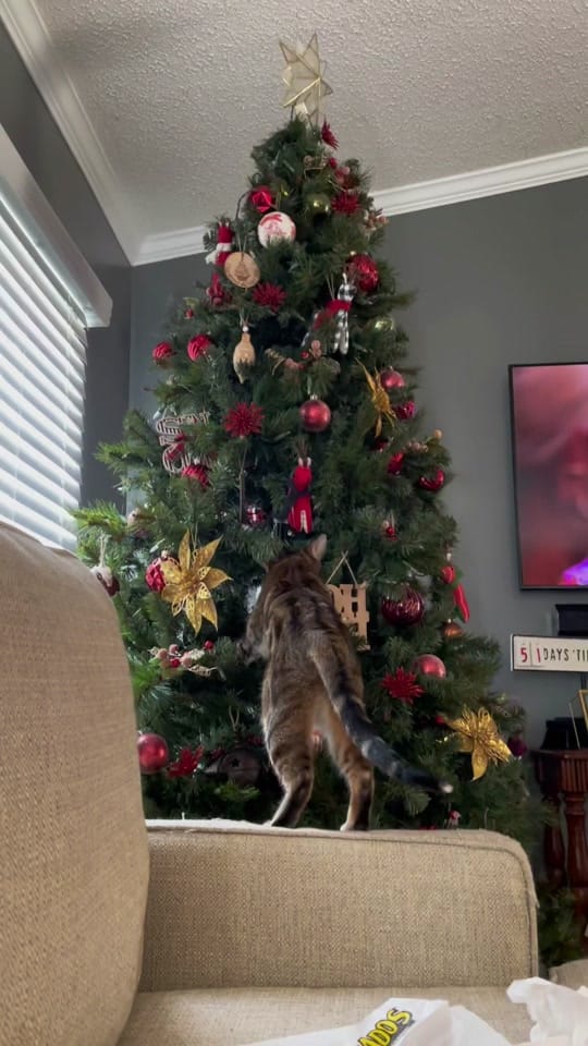 Post 8 by Alexandra on TikTok (video)