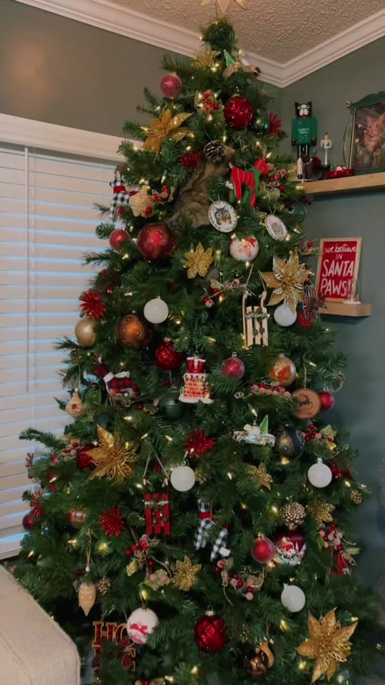 Post 10 by Alexandra on TikTok (video)