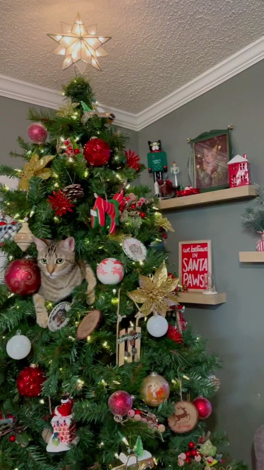 Post 9 by Alexandra on TikTok (video)