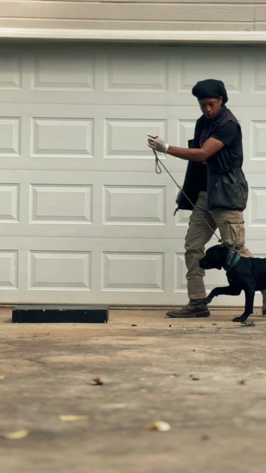 Post 2 by K9genie on TikTok (video)
