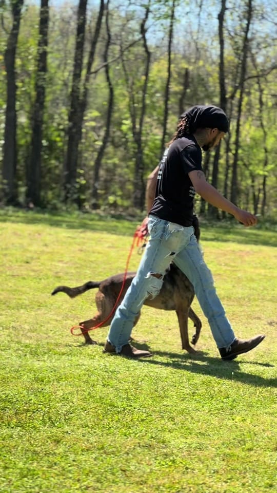 Post 5 by K9genie on TikTok (video)