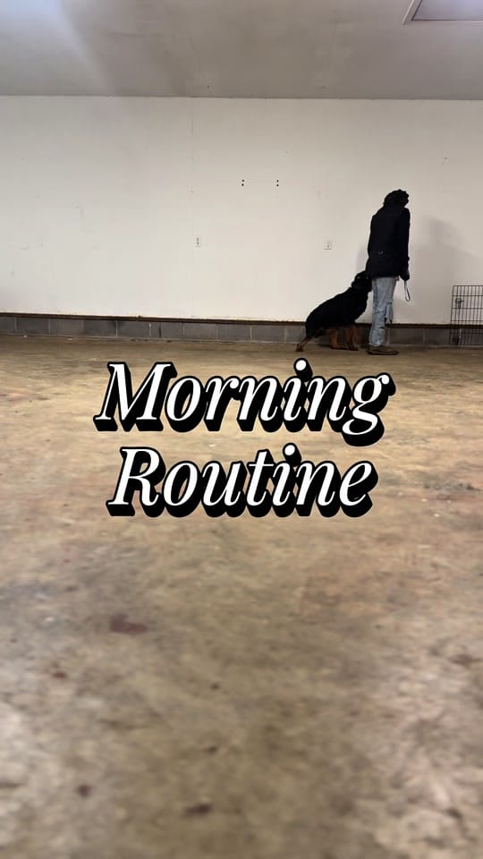 Post 7 by K9genie on TikTok (video)