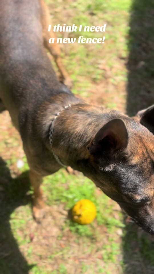 Post 6 by K9genie on TikTok (video)