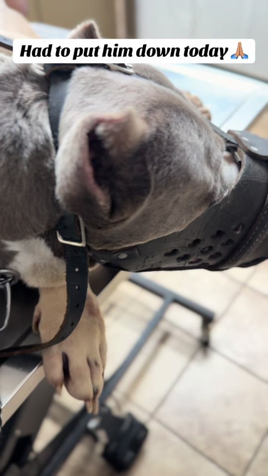 Post 3 by K9genie on TikTok (video)