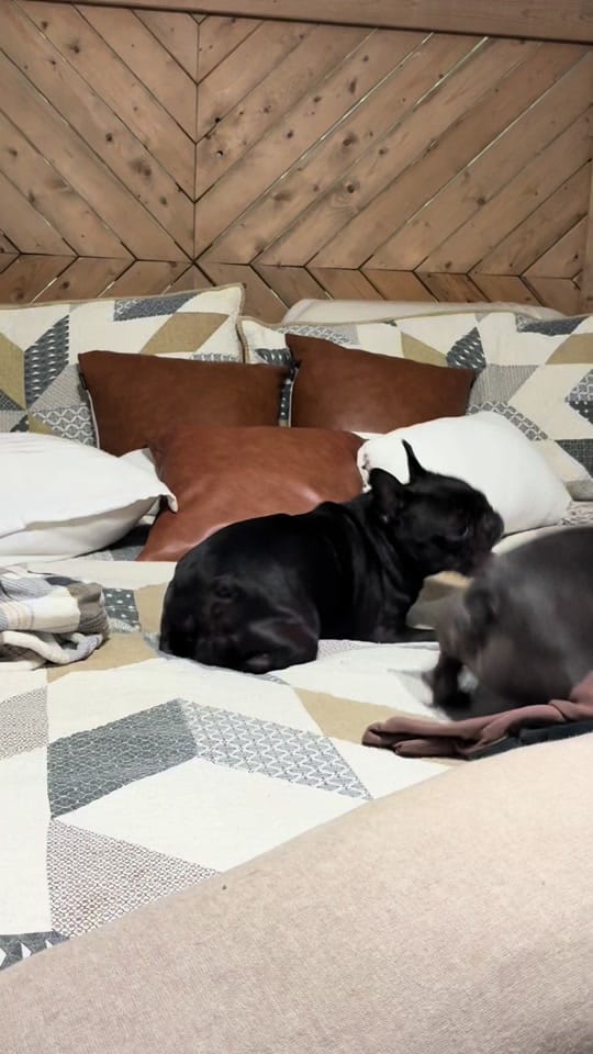 Post 7 by Chelsea Harvey on TikTok (video)