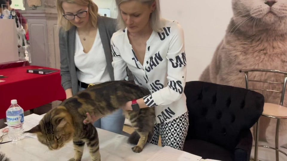Post 1 by Maine coon México on TikTok (video)