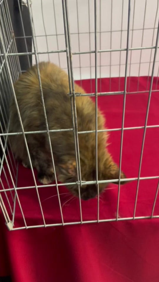 Post 2 by Maine coon México on TikTok (video)