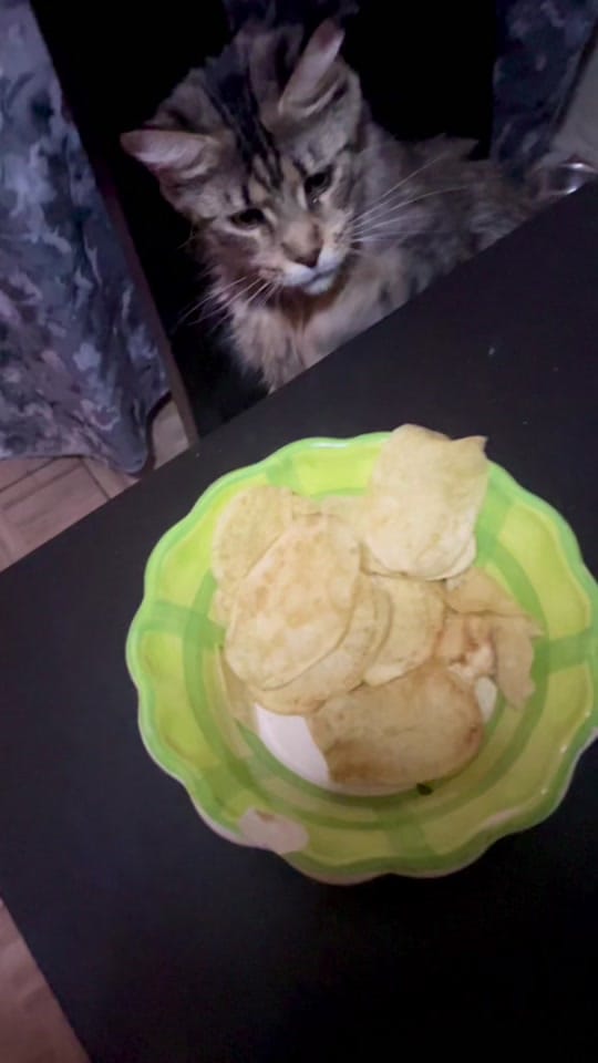 Post 4 by Maine coon México on TikTok (video)