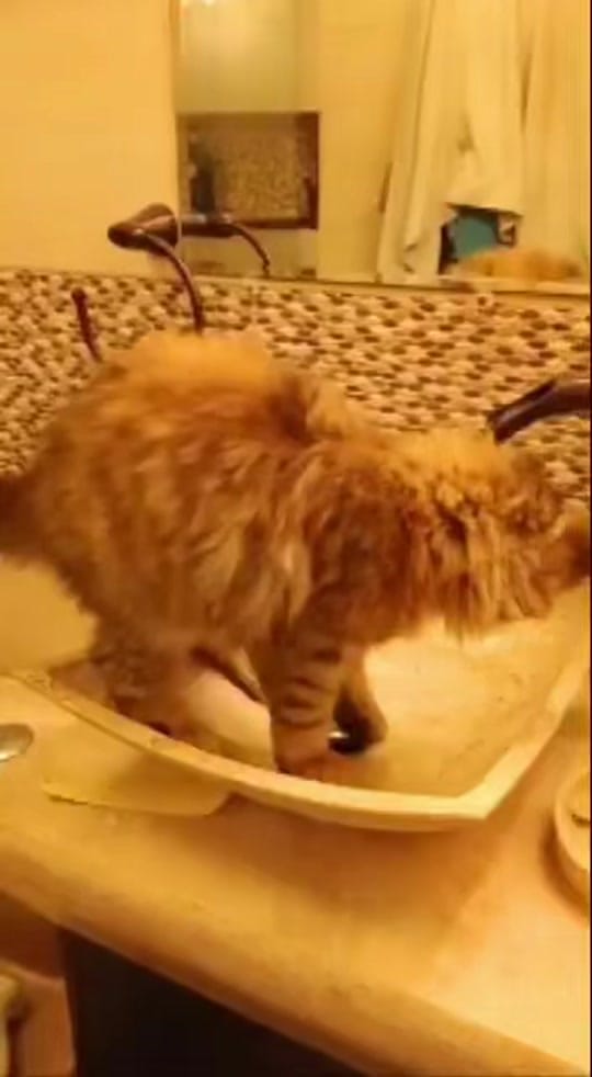 Post 8 by Maine coon México on TikTok (video)