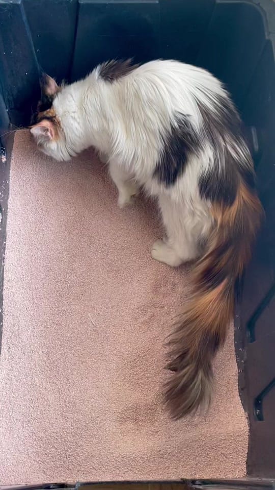 Post 5 by Maine coon México on TikTok (video)