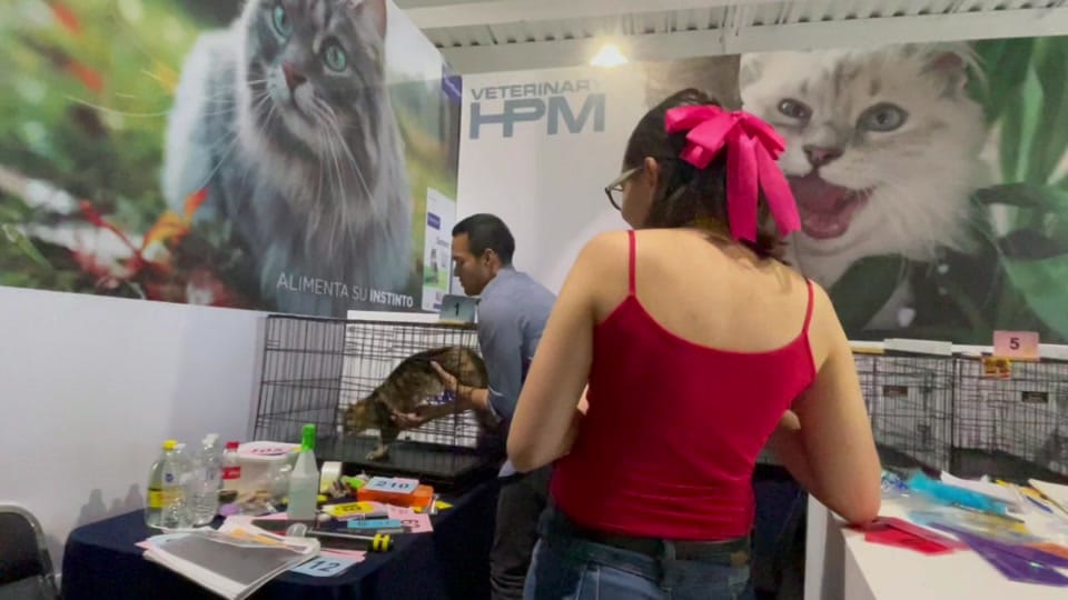 Post 10 by Maine coon México on TikTok (video)