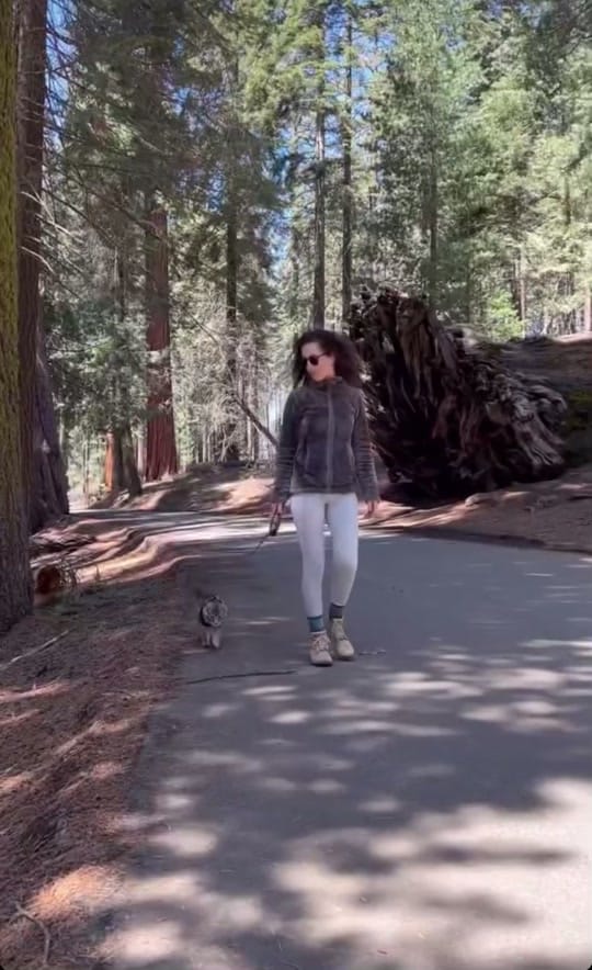 Post 7 by Maine coon México on TikTok (video)