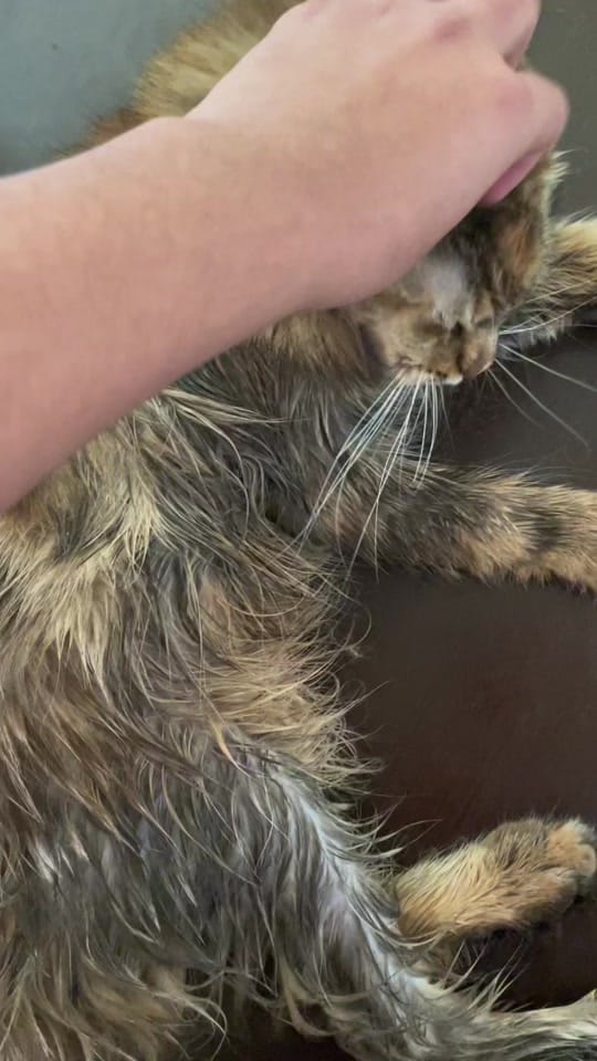 Post 3 by Maine coon México on TikTok (video)