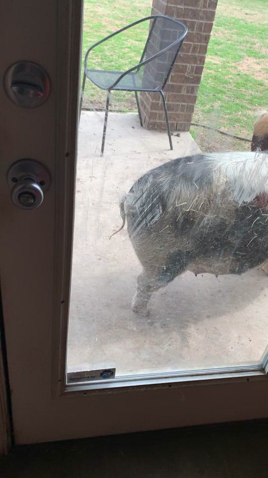 Post 5 by Two Drs Homestead on TikTok (video)