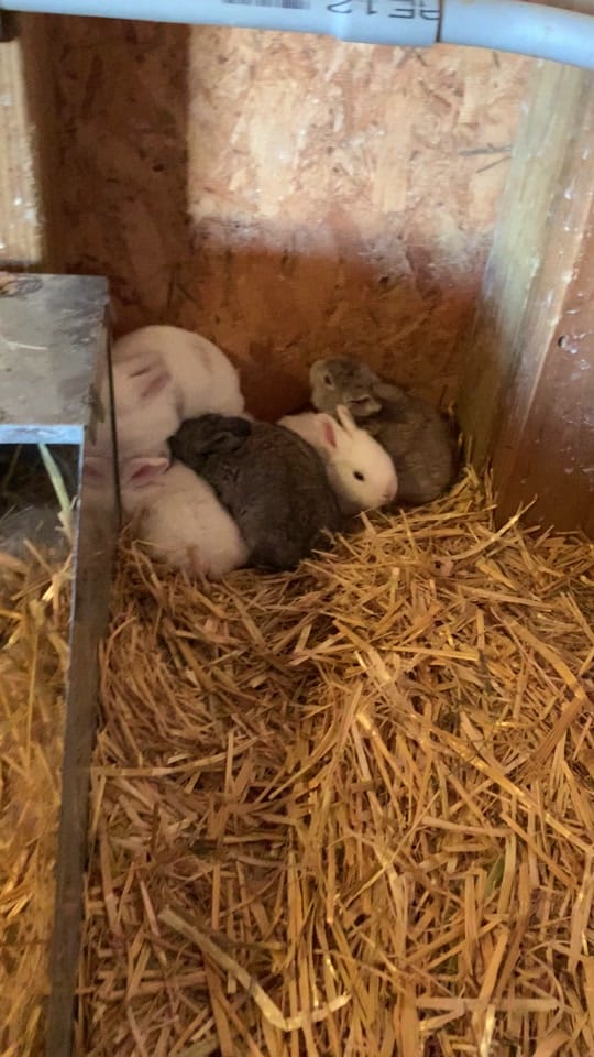 Post 6 by Two Drs Homestead on TikTok (video)