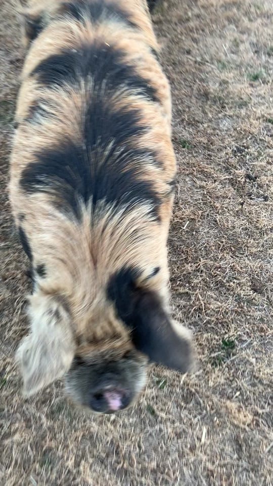 Post 7 by Two Drs Homestead on TikTok (video)