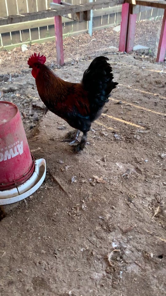Post 3 by Two Drs Homestead on TikTok (video)