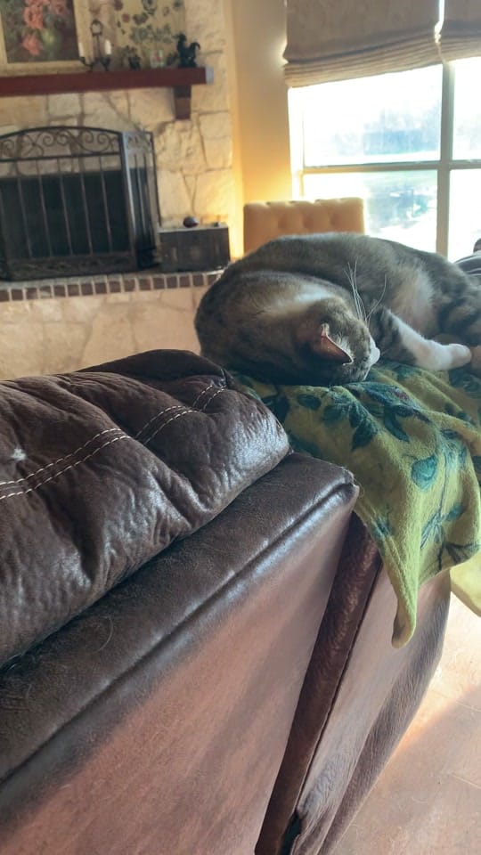 Post 1 by Two Drs Homestead on TikTok (video)