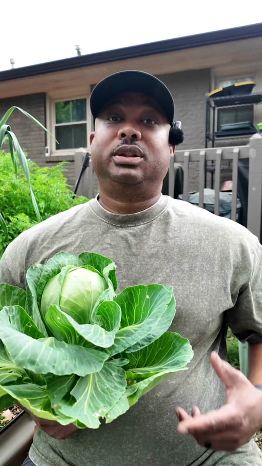 Post 3 by ATL Grow | Urban Gardening on TikTok (video)