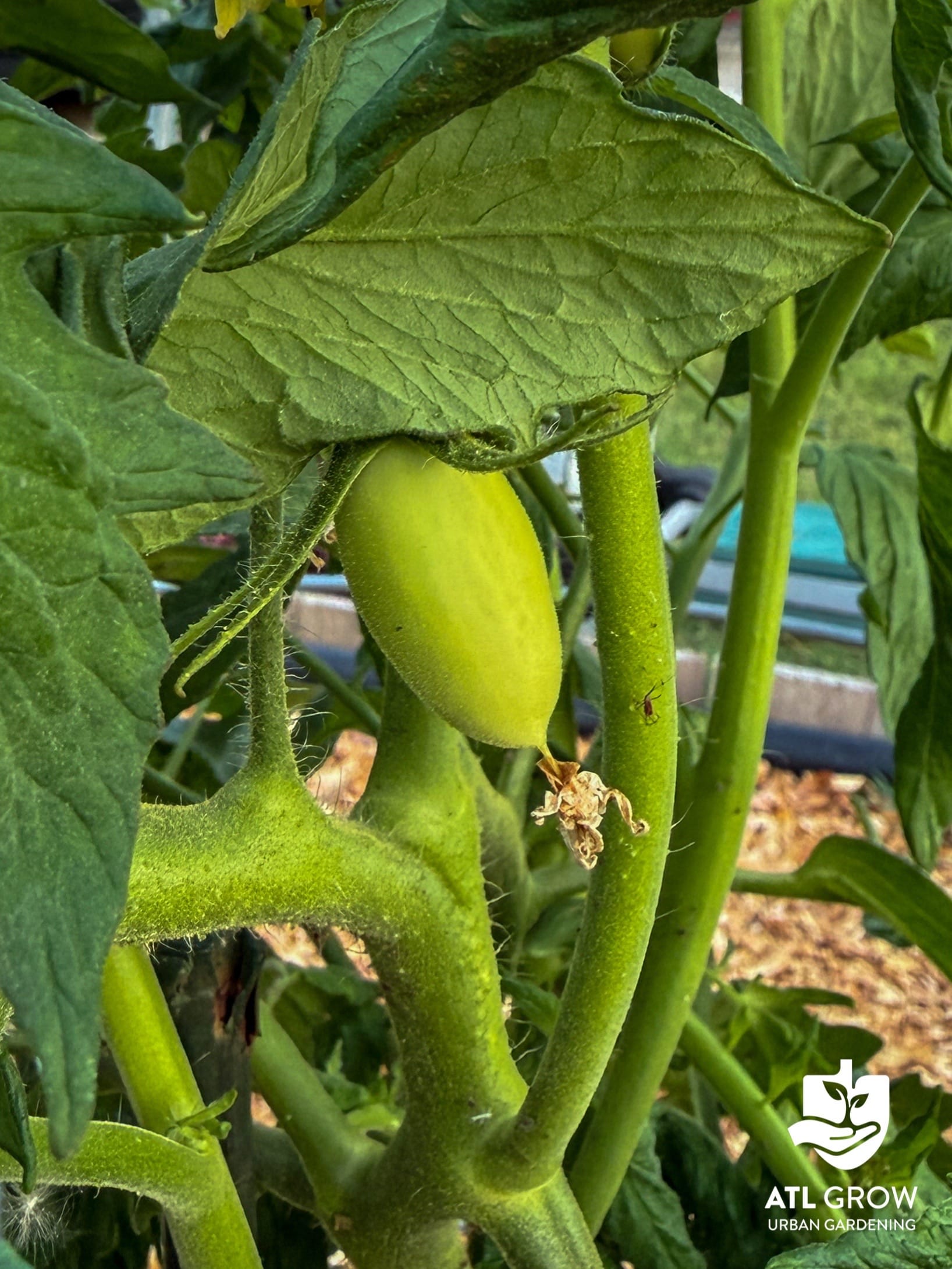 Post 2 by ATL Grow | Urban Gardening on TikTok (video)
