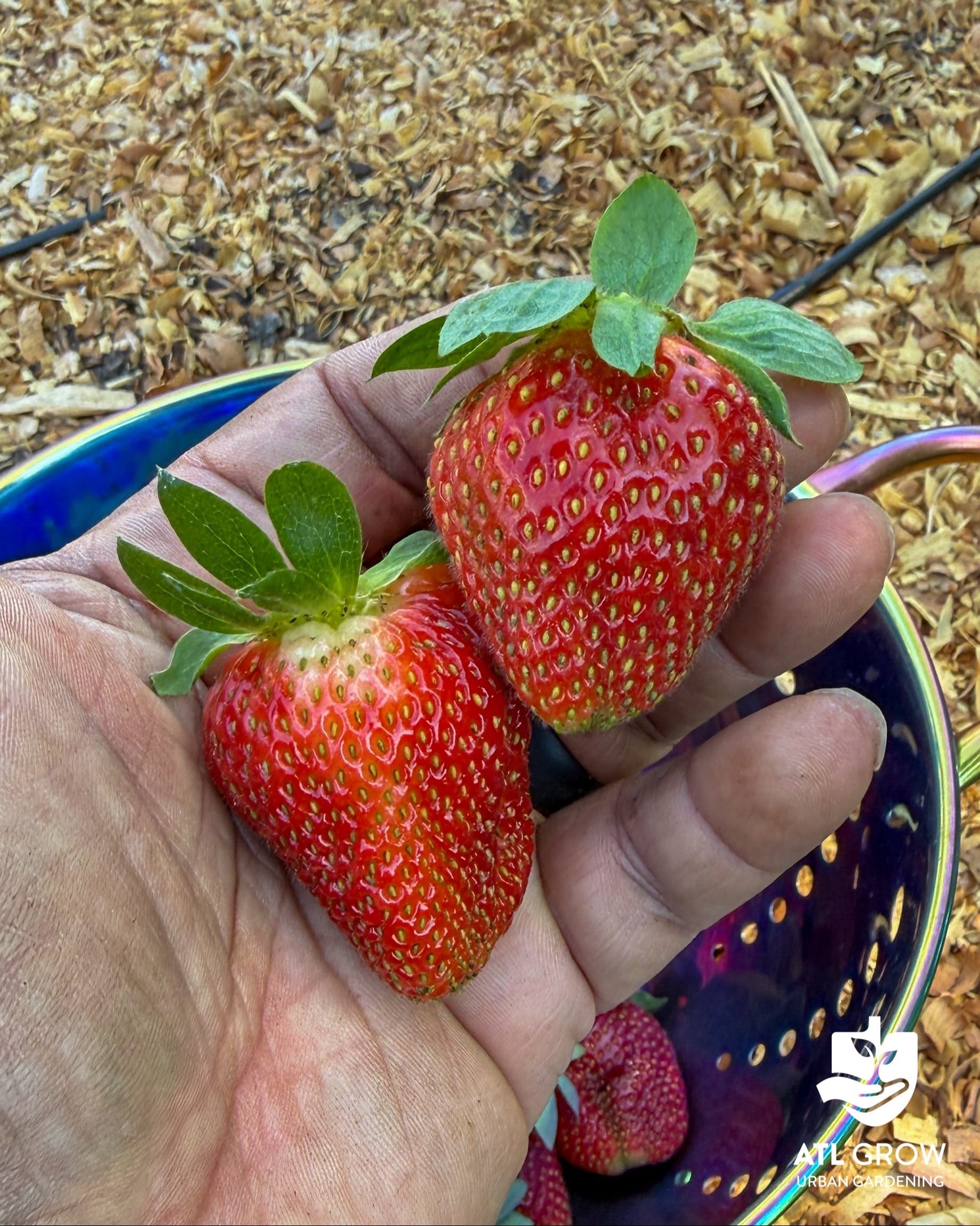 Post 7 by ATL Grow | Urban Gardening on TikTok (video)