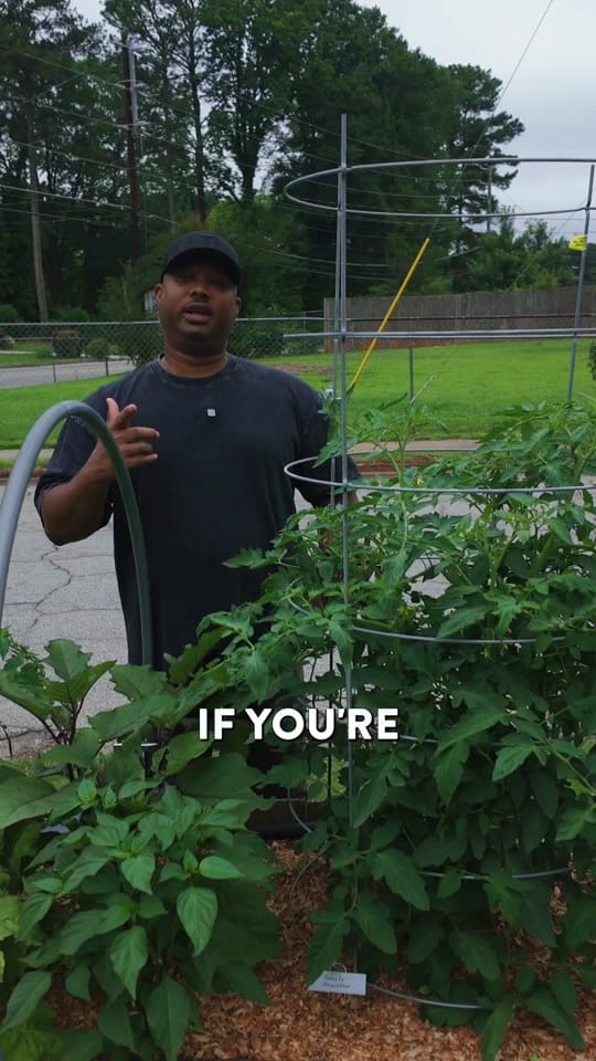 Post 1 by ATL Grow | Urban Gardening on TikTok (video)