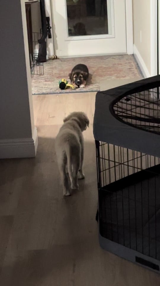 Post 1 by Marilyn B Gardens🍃🌱🌺 on TikTok (video)