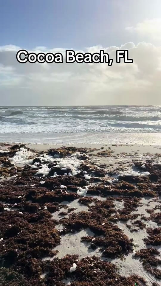 Post 3 by Marilyn B Gardens🍃🌱🌺 on TikTok (video)