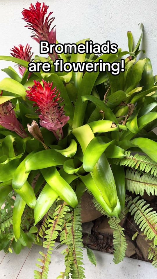 Post 7 by Marilyn B Gardens🍃🌱🌺 on TikTok (video)