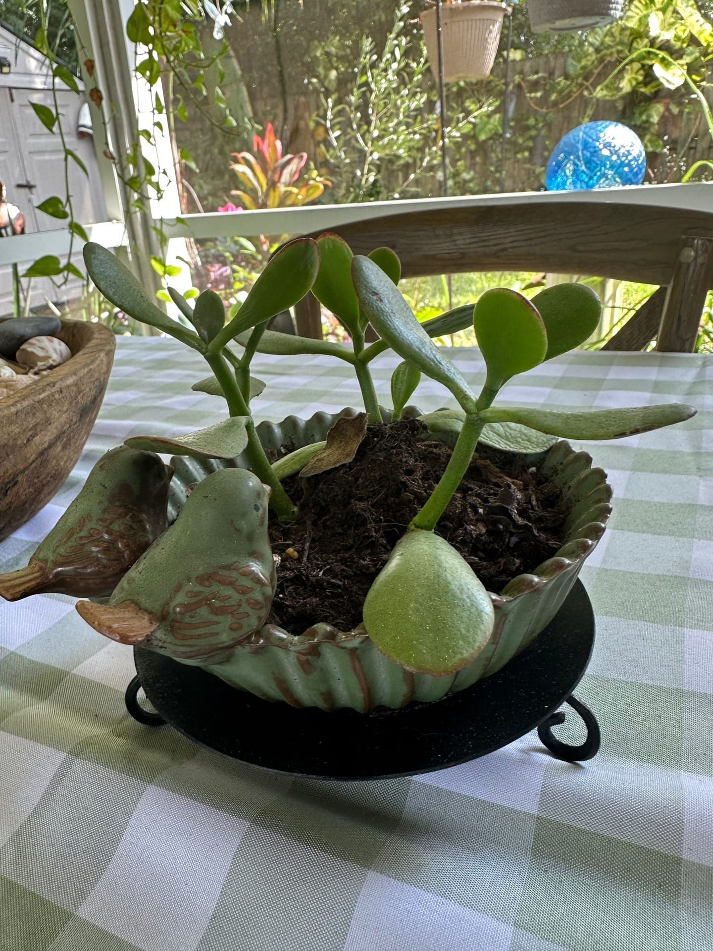 Post 6 by Marilyn B Gardens🍃🌱🌺 on TikTok (video)