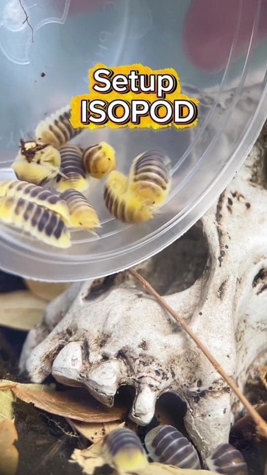 Post 4 by AKhome on TikTok (video)