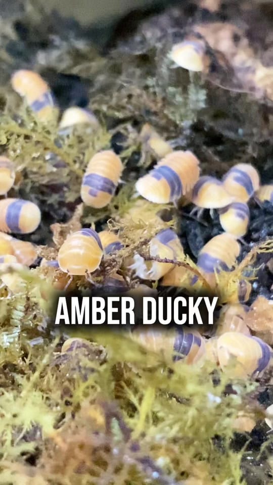 Post 1 by AKhome on TikTok (video)