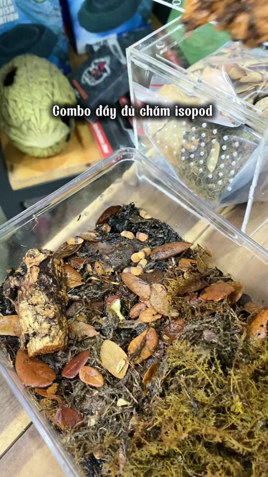 Post 9 by AKhome on TikTok (video)