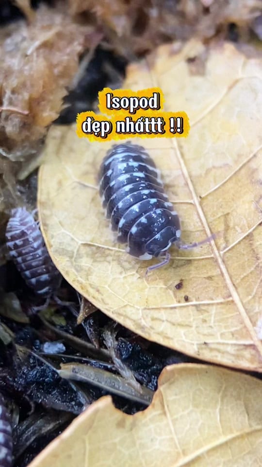 Post 10 by AKhome on TikTok (video)