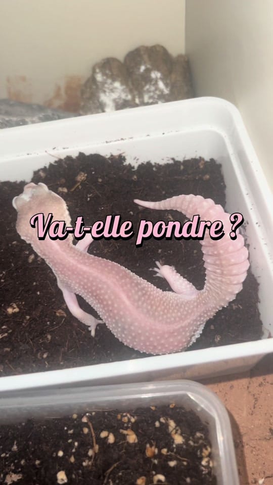 Post 9 by PlantesandKo on TikTok (video)