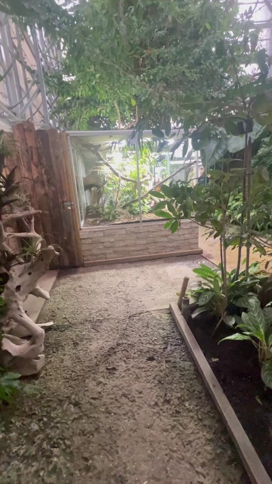 Post 10 by PlantesandKo on TikTok (video)