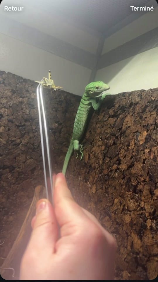Post 5 by PlantesandKo on TikTok (video)