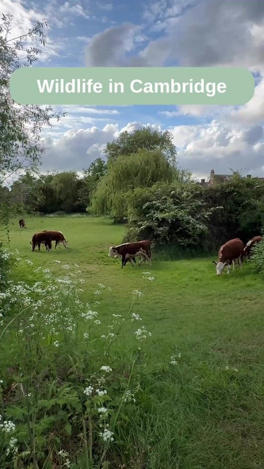 Post 2 by CambridgeWanders on TikTok (video)