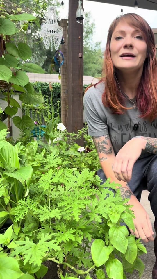 Post 9 by SlightlyKnowledgeableGardener on TikTok (video)