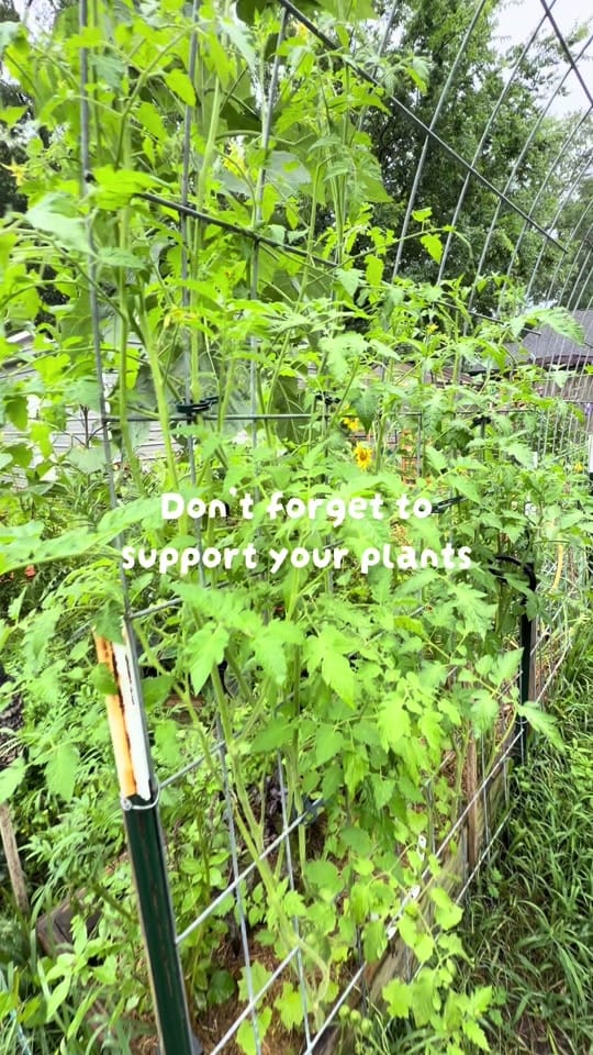 Post 7 by SlightlyKnowledgeableGardener on TikTok (video)