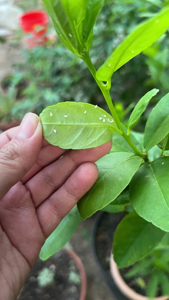Post 4 by Jelly Bean Gardens 👩🏻‍🌾 on TikTok (video)