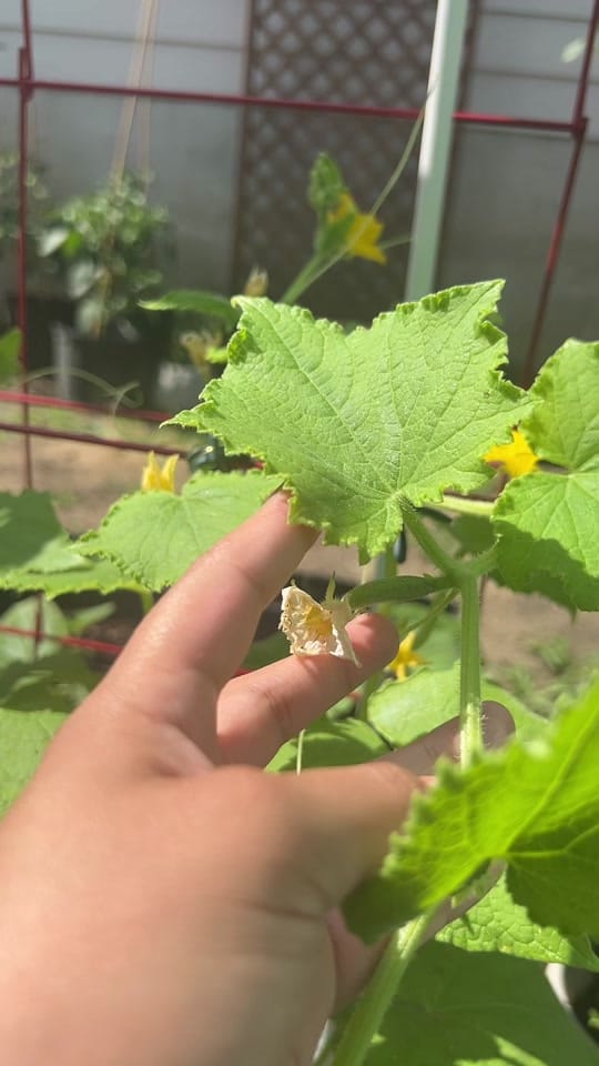 Post 8 by Jelly Bean Gardens 👩🏻‍🌾 on TikTok (video)