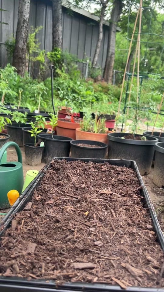 Post 3 by Jelly Bean Gardens 👩🏻‍🌾 on TikTok (video)