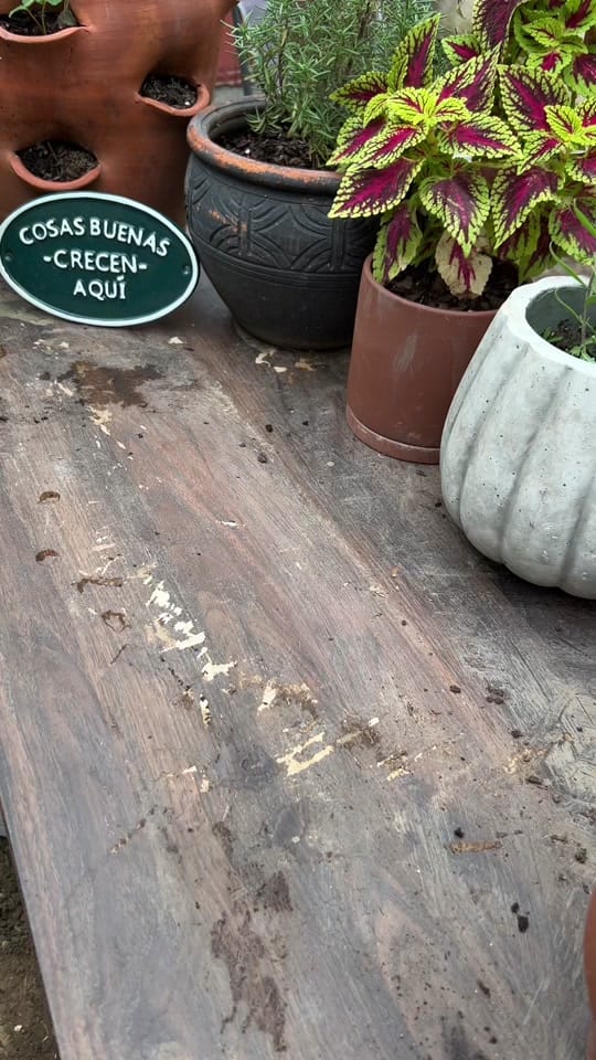 Post 9 by Jelly Bean Gardens 👩🏻‍🌾 on TikTok (video)