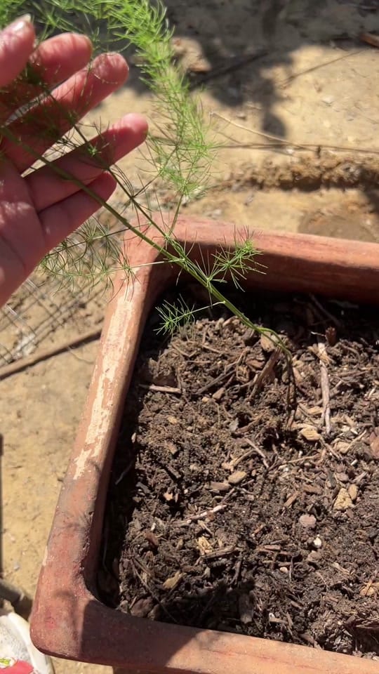 Post 6 by Jelly Bean Gardens 👩🏻‍🌾 on TikTok (video)