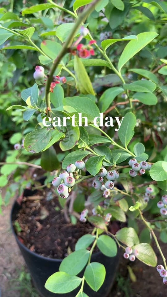 Post 5 by Jelly Bean Gardens 👩🏻‍🌾 on TikTok (video)
