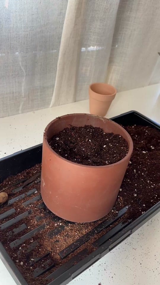 Post 7 by Jelly Bean Gardens 👩🏻‍🌾 on TikTok (video)