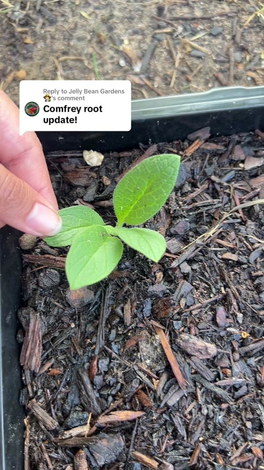 Post 2 by Jelly Bean Gardens 👩🏻‍🌾 on TikTok (video)